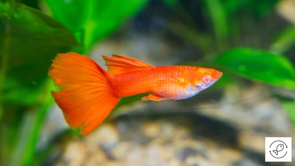 Colorful Guppy