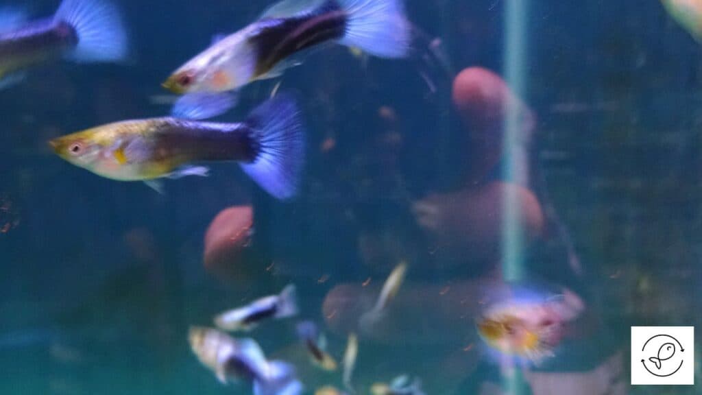 Guppies
