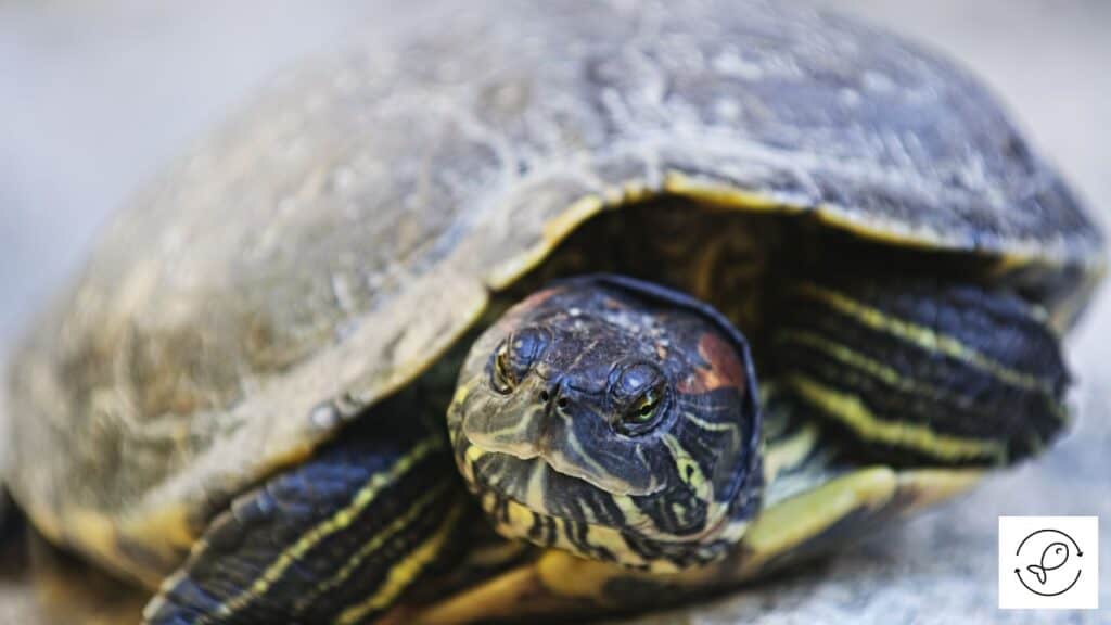 Turtle with hard shell