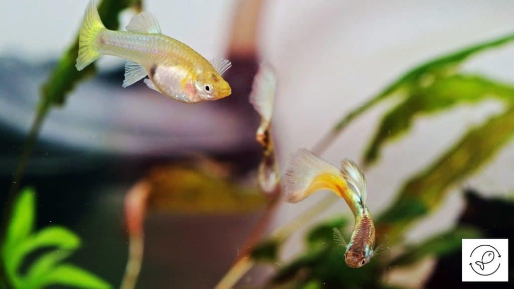 Image of multiple guppies in a tank