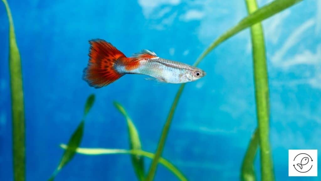 Image of a male guppy with long tail