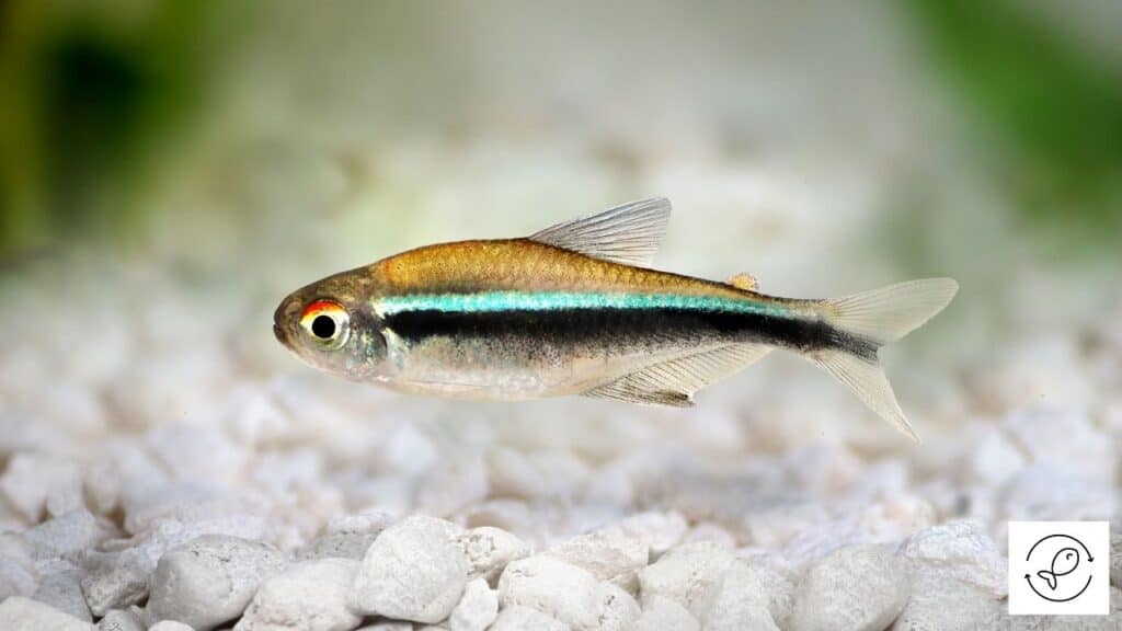 Image of a black neon tetra
