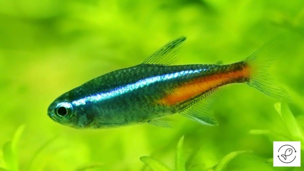 Image of a green neon tetra
