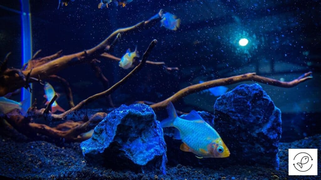 Image of guppies in a community tank