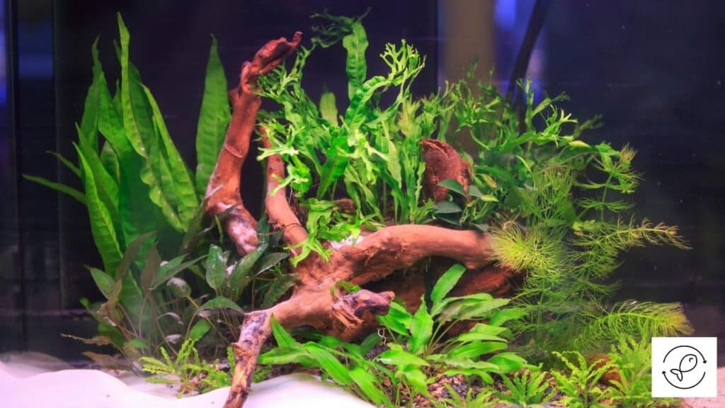 Image of aquarium plants glued to substrate