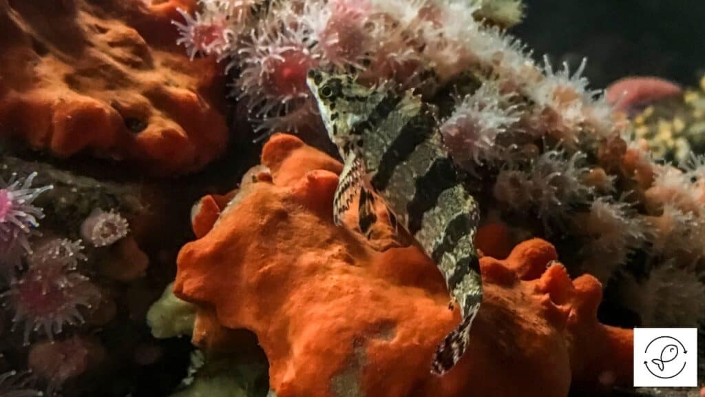 Image of fourspine sculpin