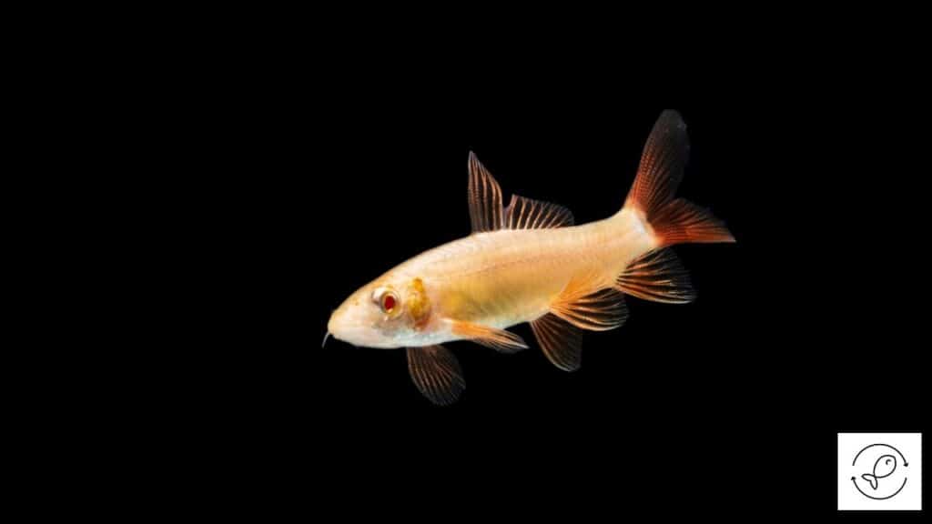 Albino Rainbow Shark