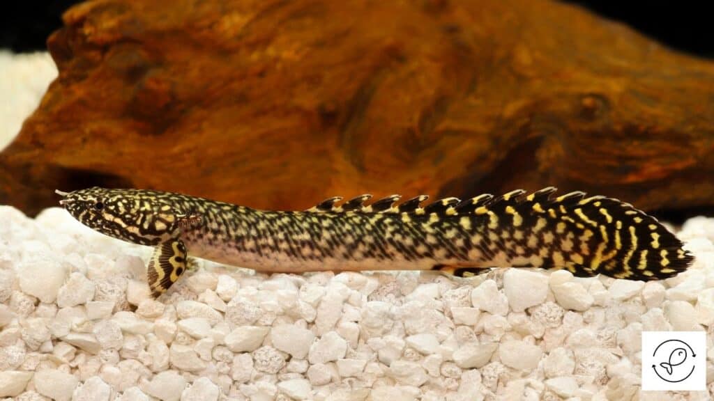 Bichir