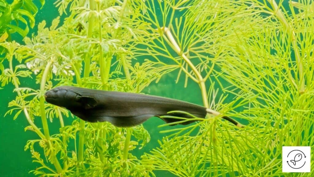 Black Ghost Knifefish