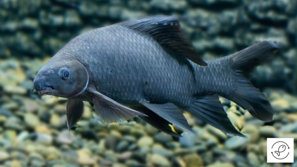Black Sharkminnow