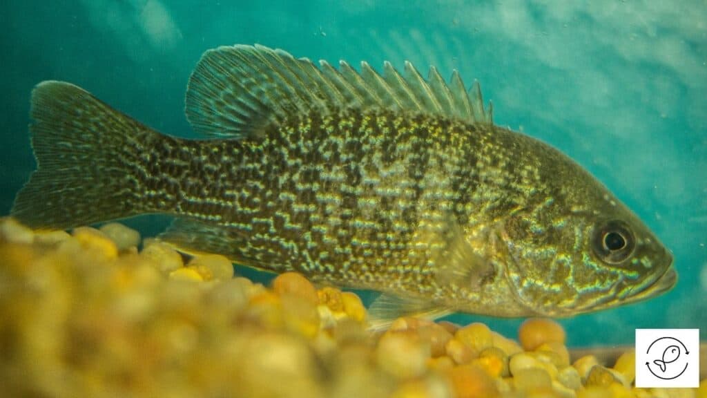 Blue Gill Sunfish