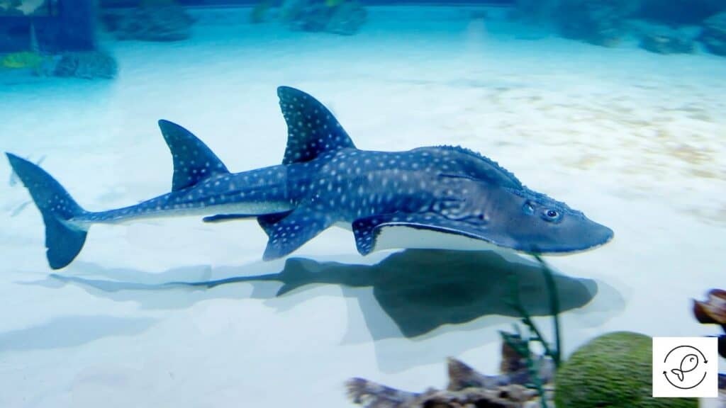 Bowmouth Guitarfish