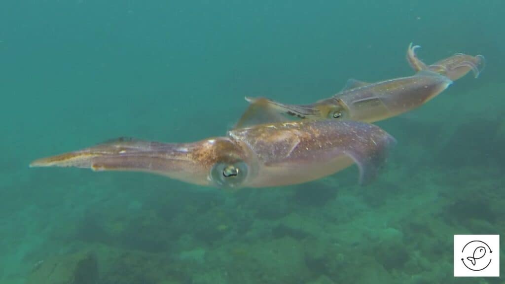 Caribbean Reef Squid