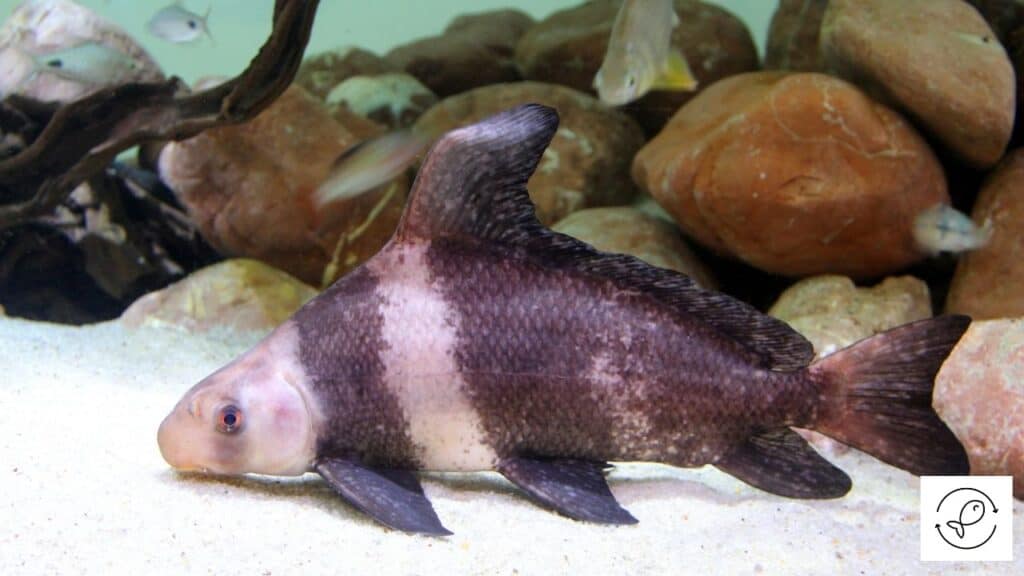 Chinese High-Fin Banded Shark