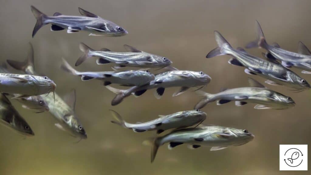 Columbian Shark