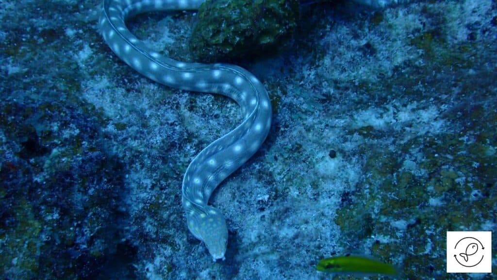 Eel