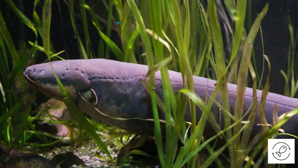 Electric Eel