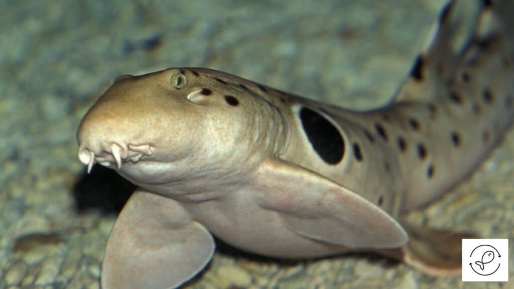 Epaulette Shark