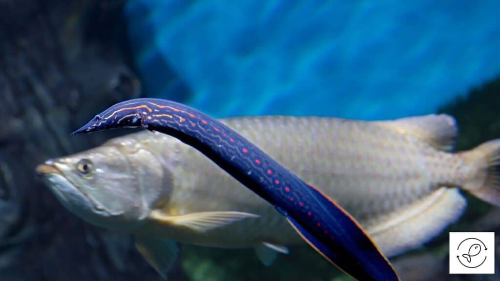 Fire Eel