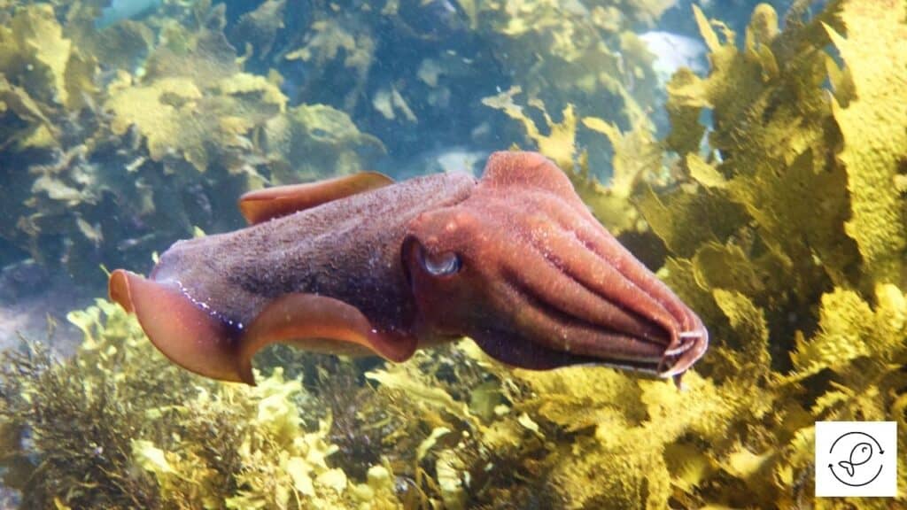 Giant Cuttlefish
