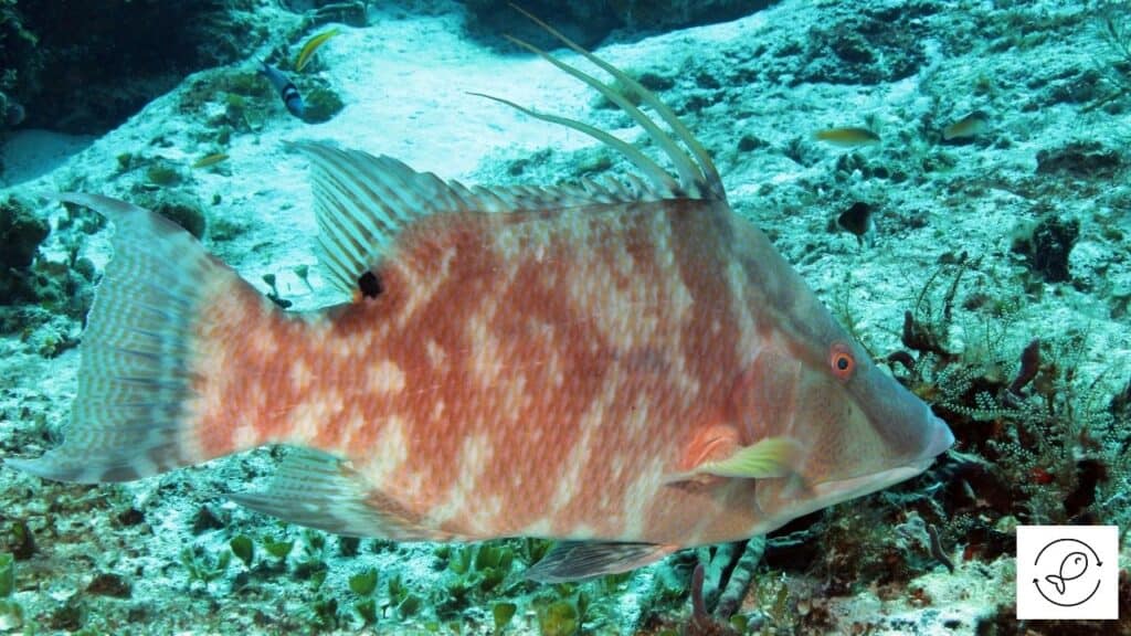 Hogfish