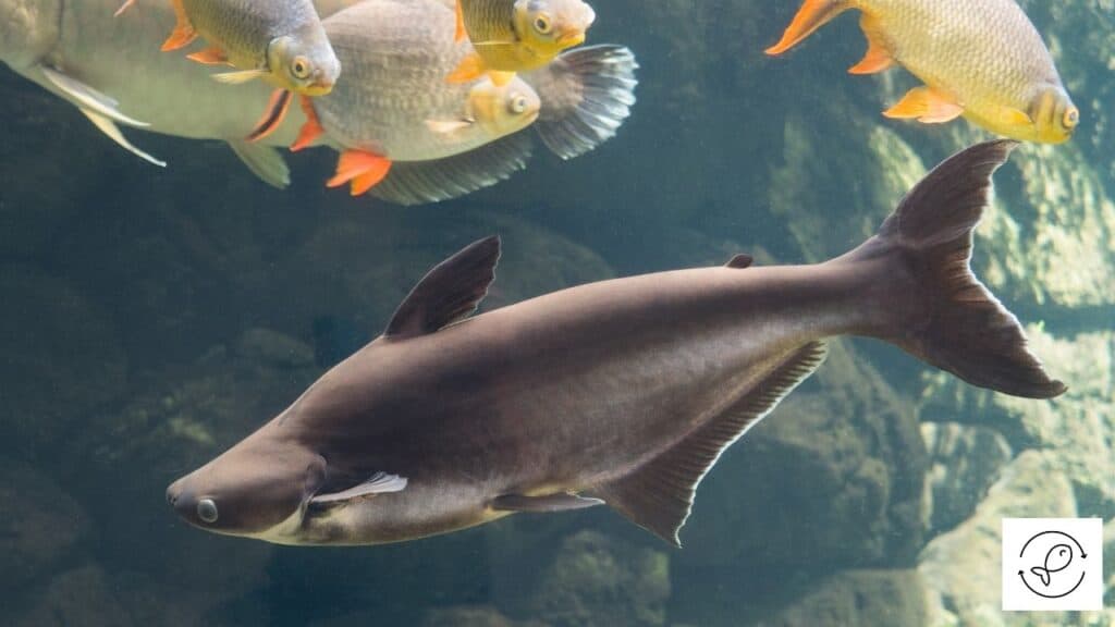Iridescent Shark