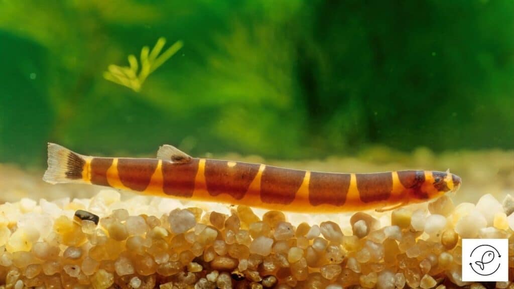 Kuhli Loach