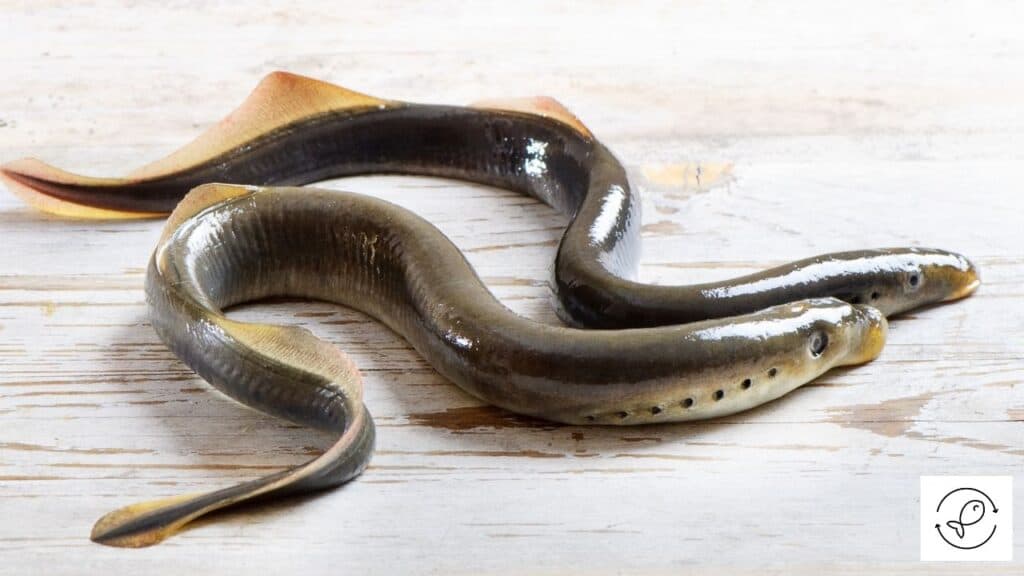 Lamprey