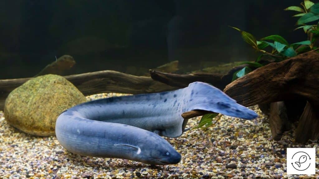 Lungfish