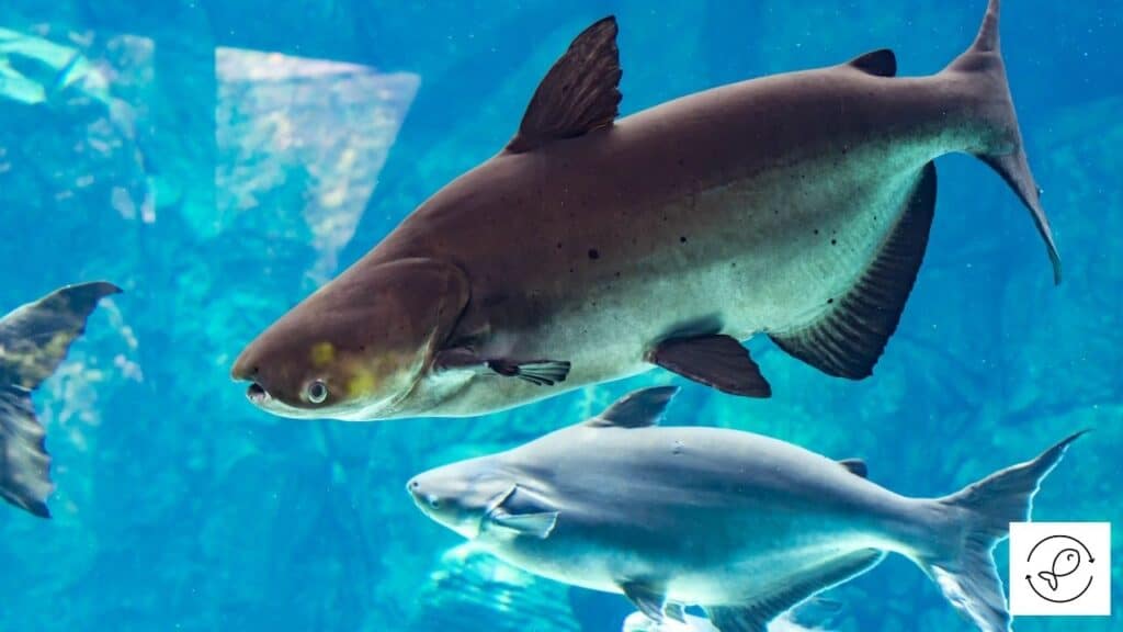 Mekong Giant Catfish