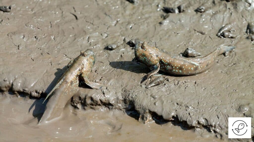 Mudskippers