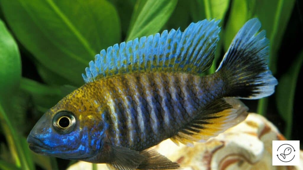 Peacock Cichlid