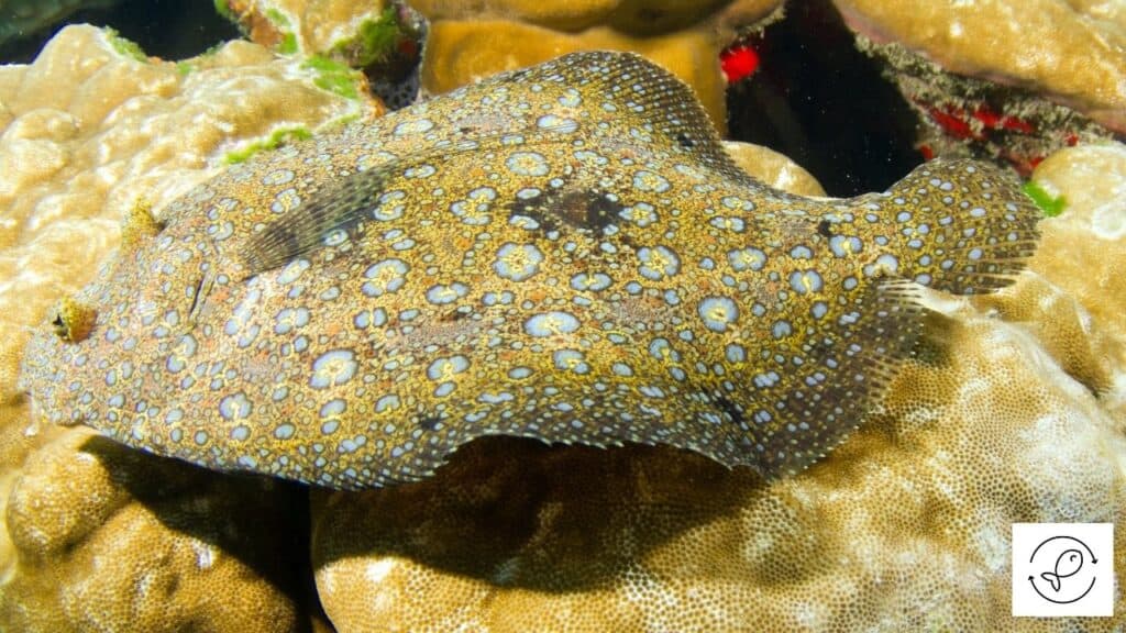 Peacock Flounder