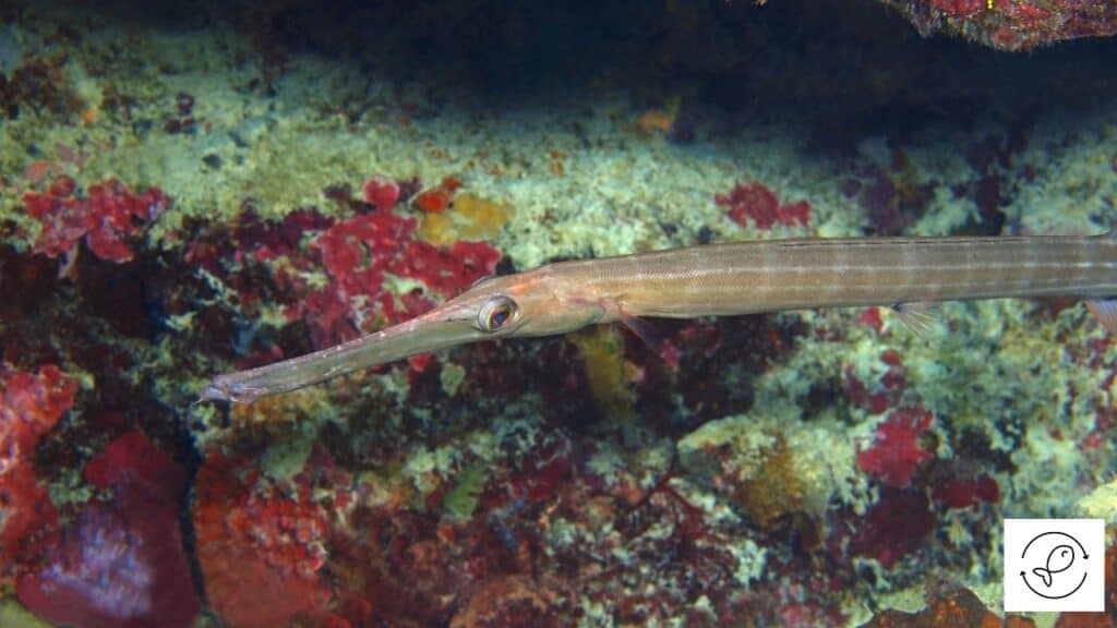 Pipefish