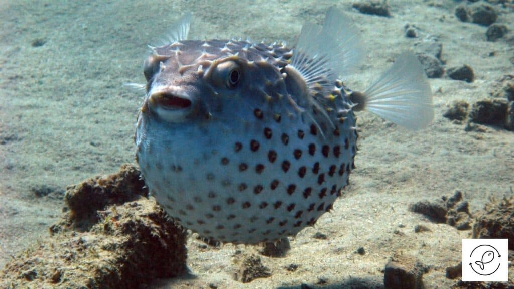 Pufferfish