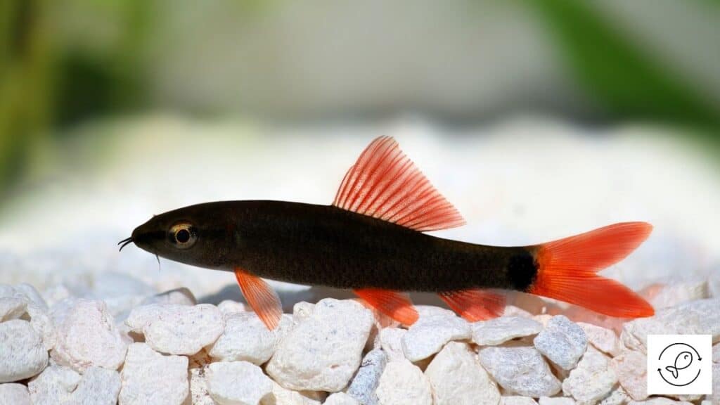 Rainbow Shark