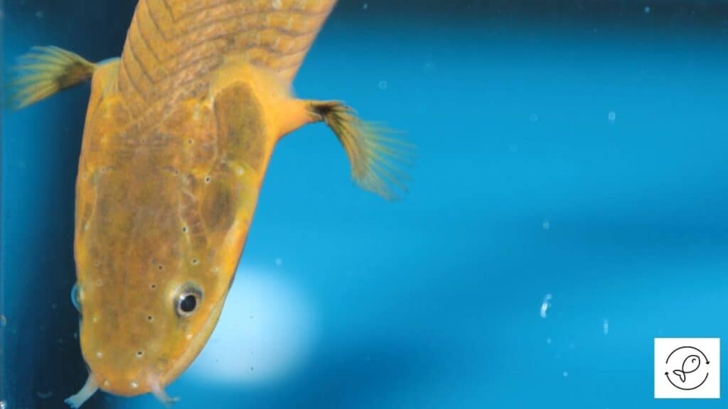 Reedfish