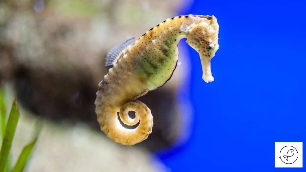 Seahorse
