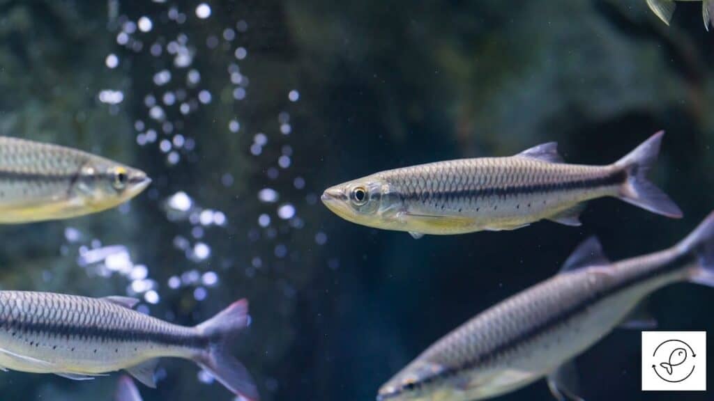 Silver Apollo Shark