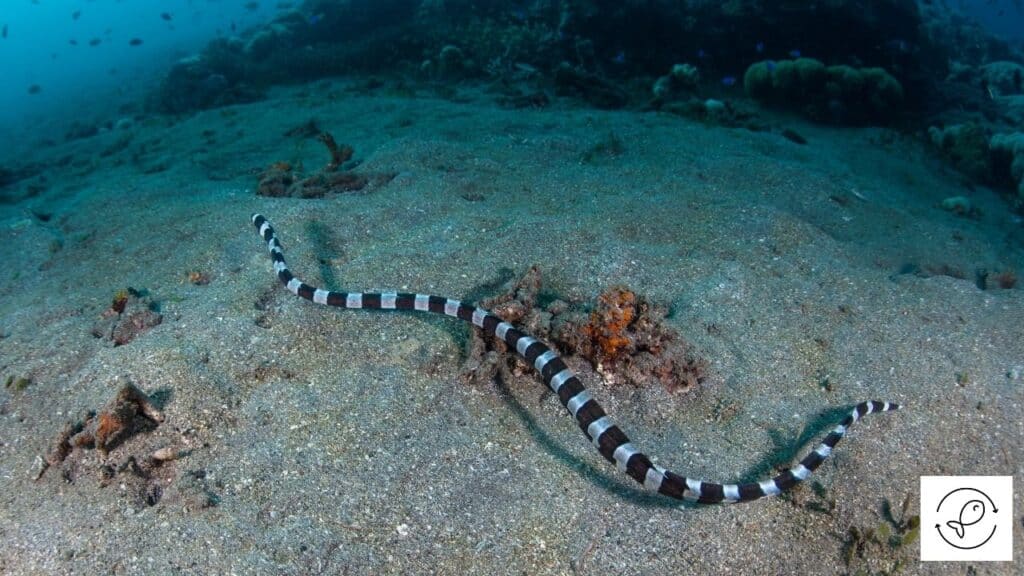 Snake Eel