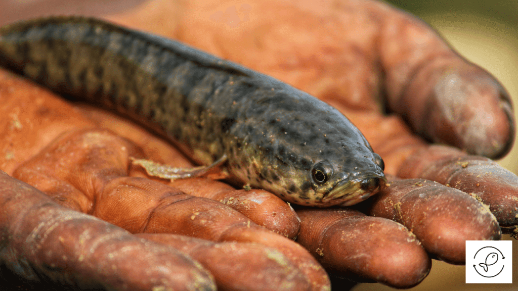 Snakehead Fish