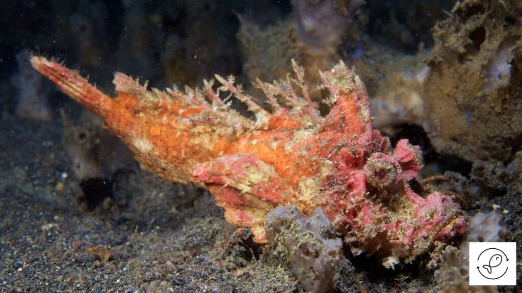 Spiny Devilfish