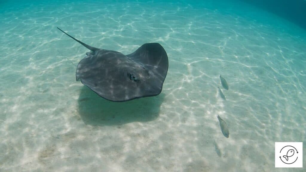 Image of a Stingray