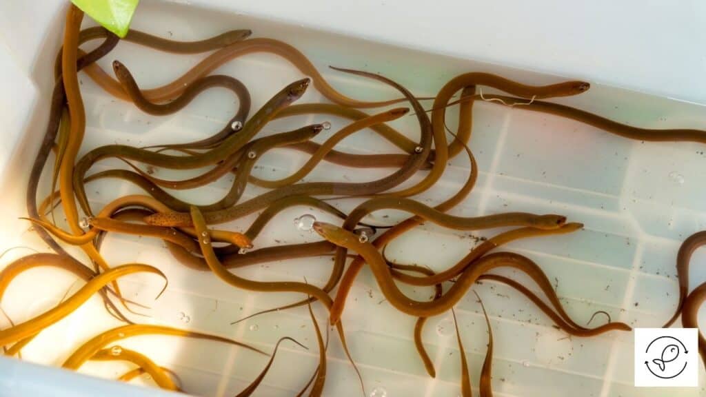 Swamp Eels