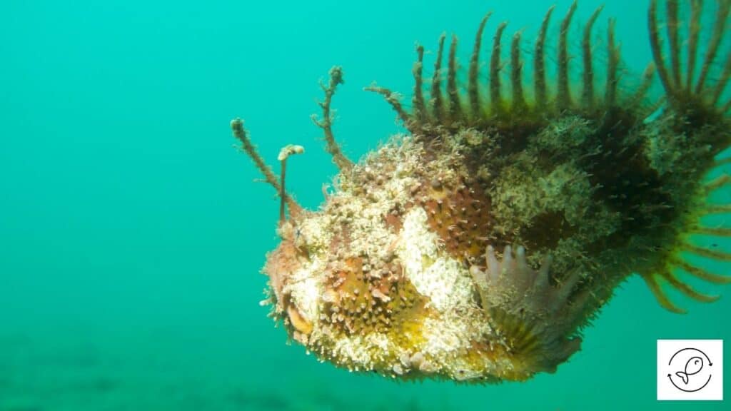 Tasselled Anglerfish