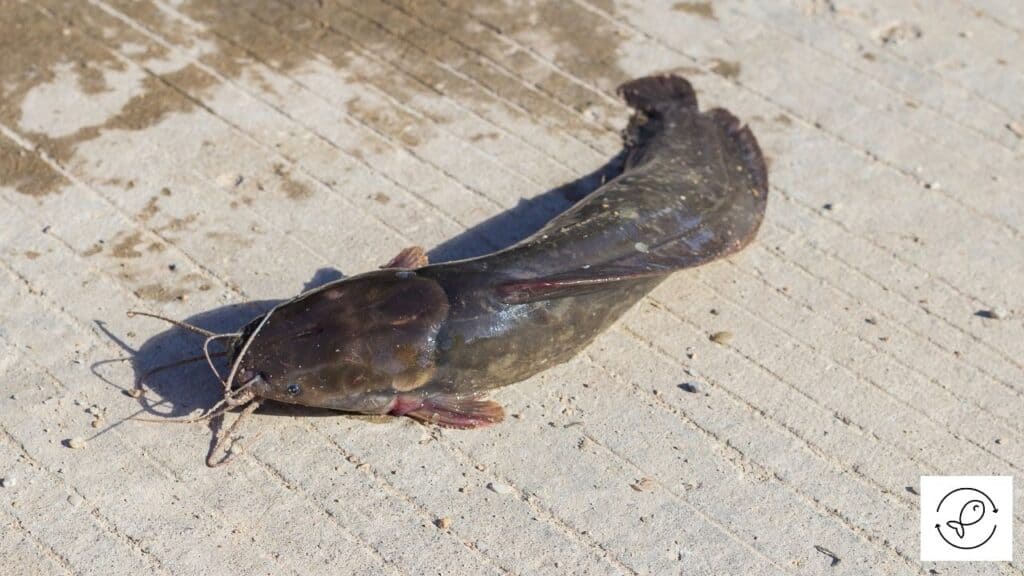 Walking Catfish
