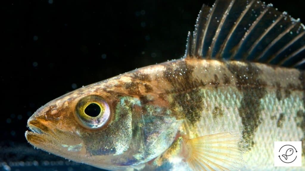 Yellow Perch