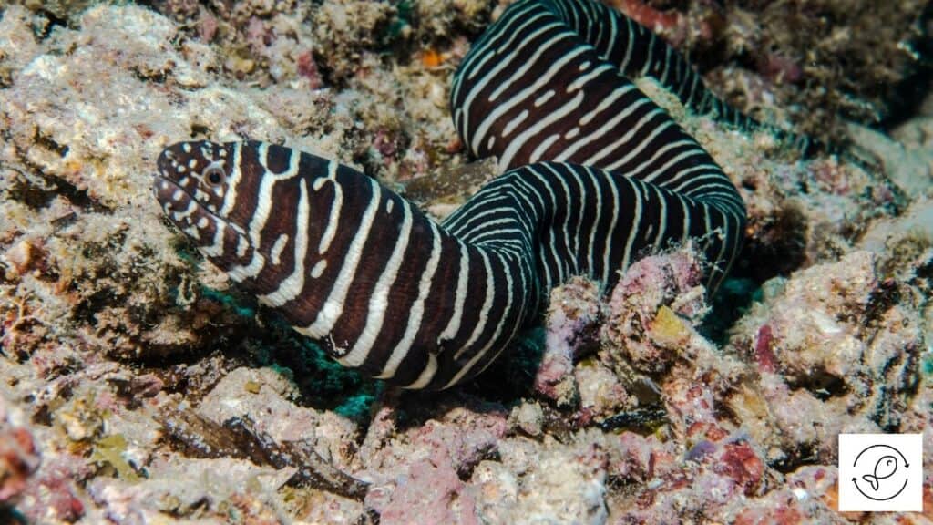 Zebra Moray