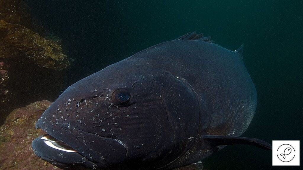 Black Sea Bass