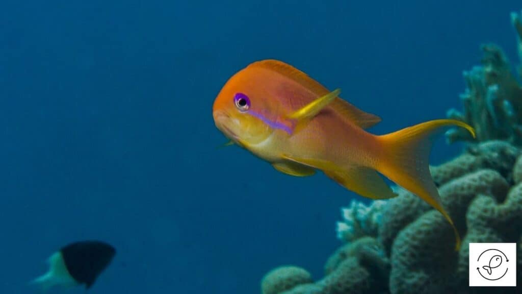 Lyretail Anthias